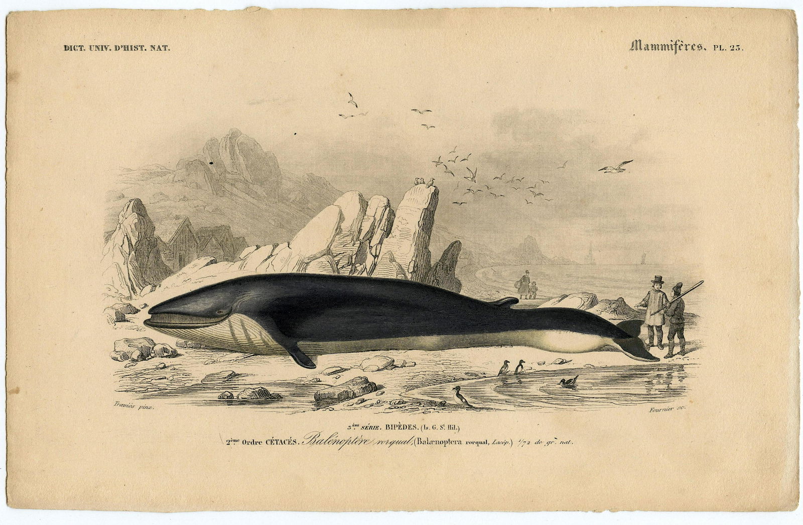 Fine Antique Hand Colored French Print , 1849 (1 of 1)