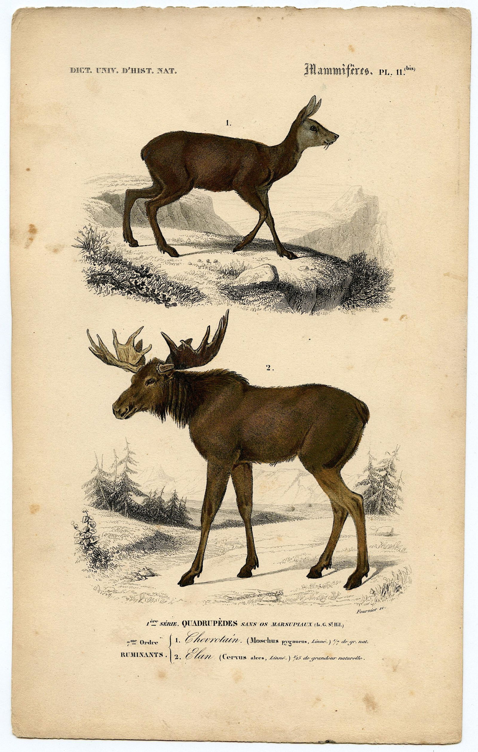 Fine Antique Hand Colored French Print , 1849 (1 of 1)