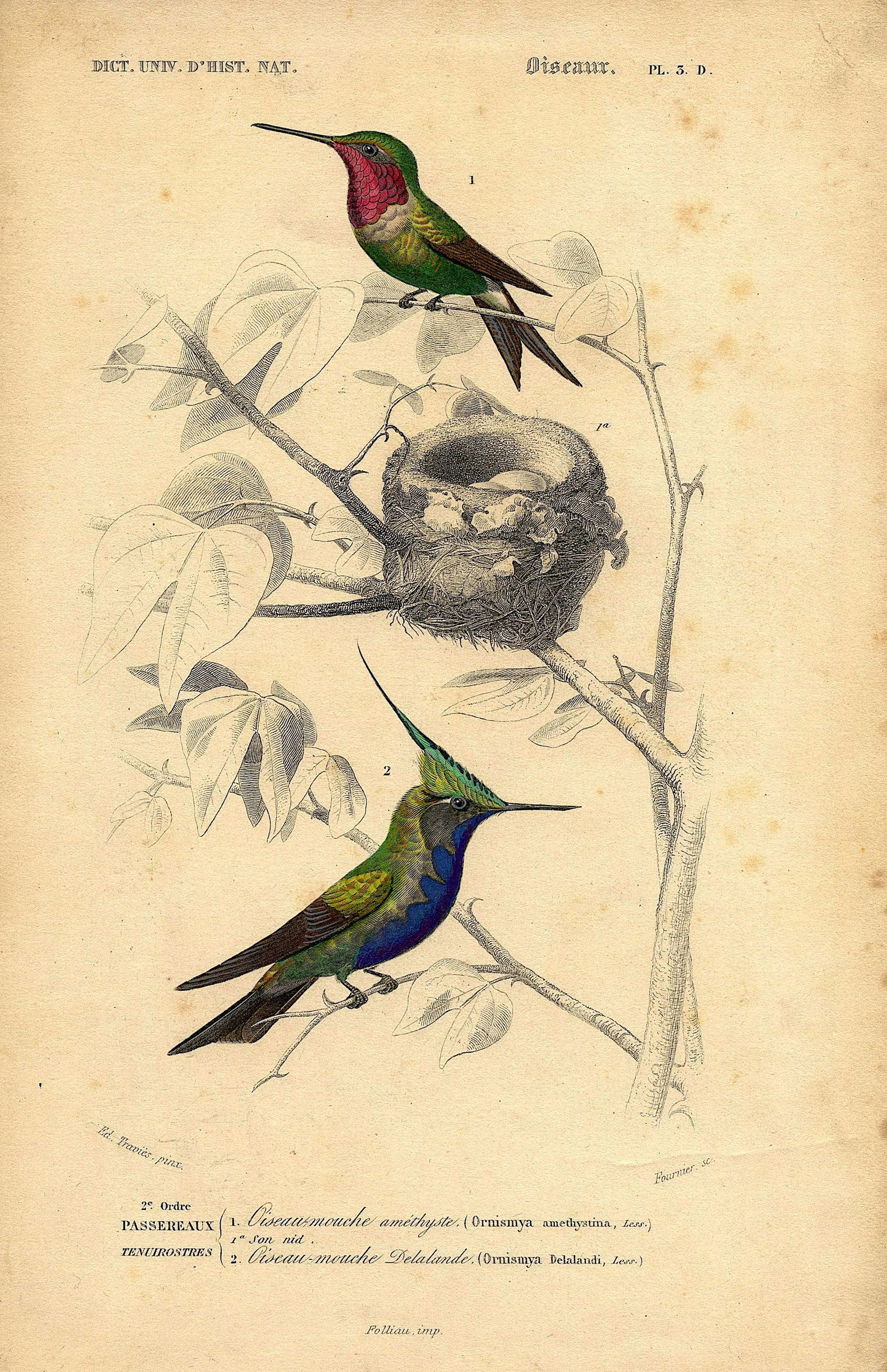 Fine Antique Hand Colored French Print , 1849 (1 of 1)