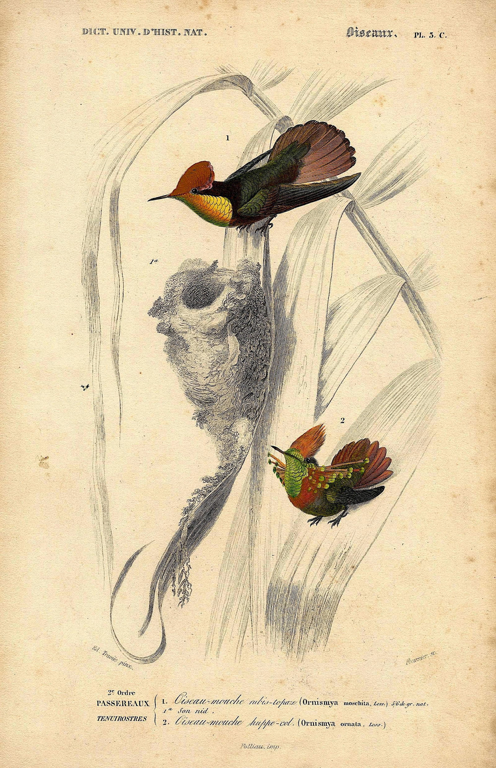 Fine Antique Hand Colored French Print , 1849 (1 of 1)