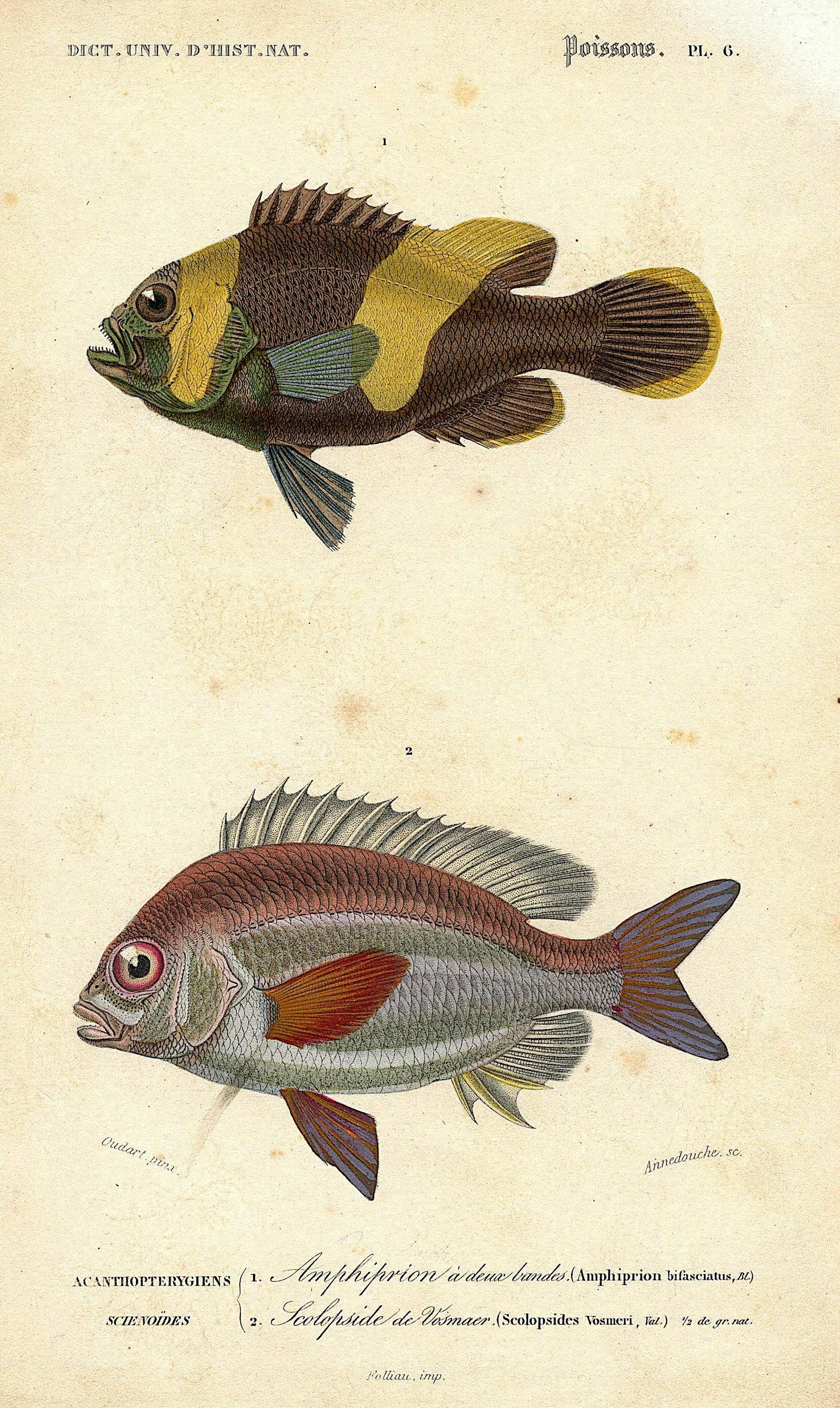 Fine Antique Hand Colored French Print , 1849 (1 of 1)