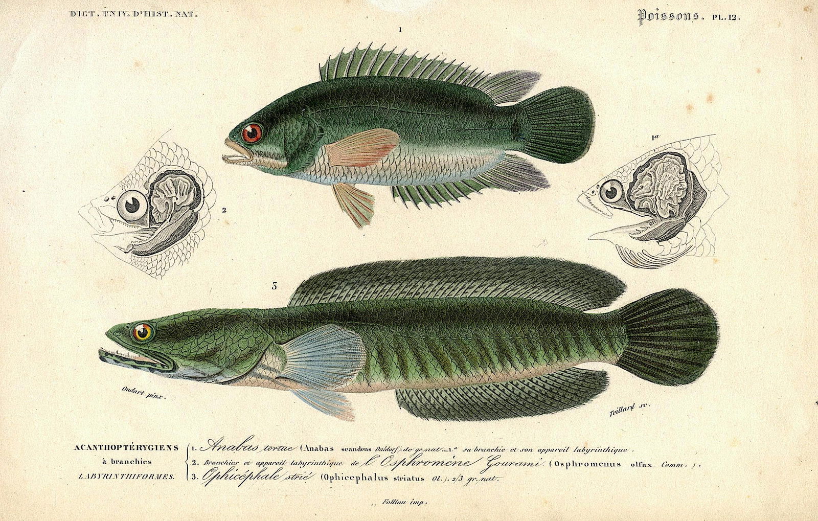 Fine Antique Hand Colored French Print , 1849 (1 of 1)