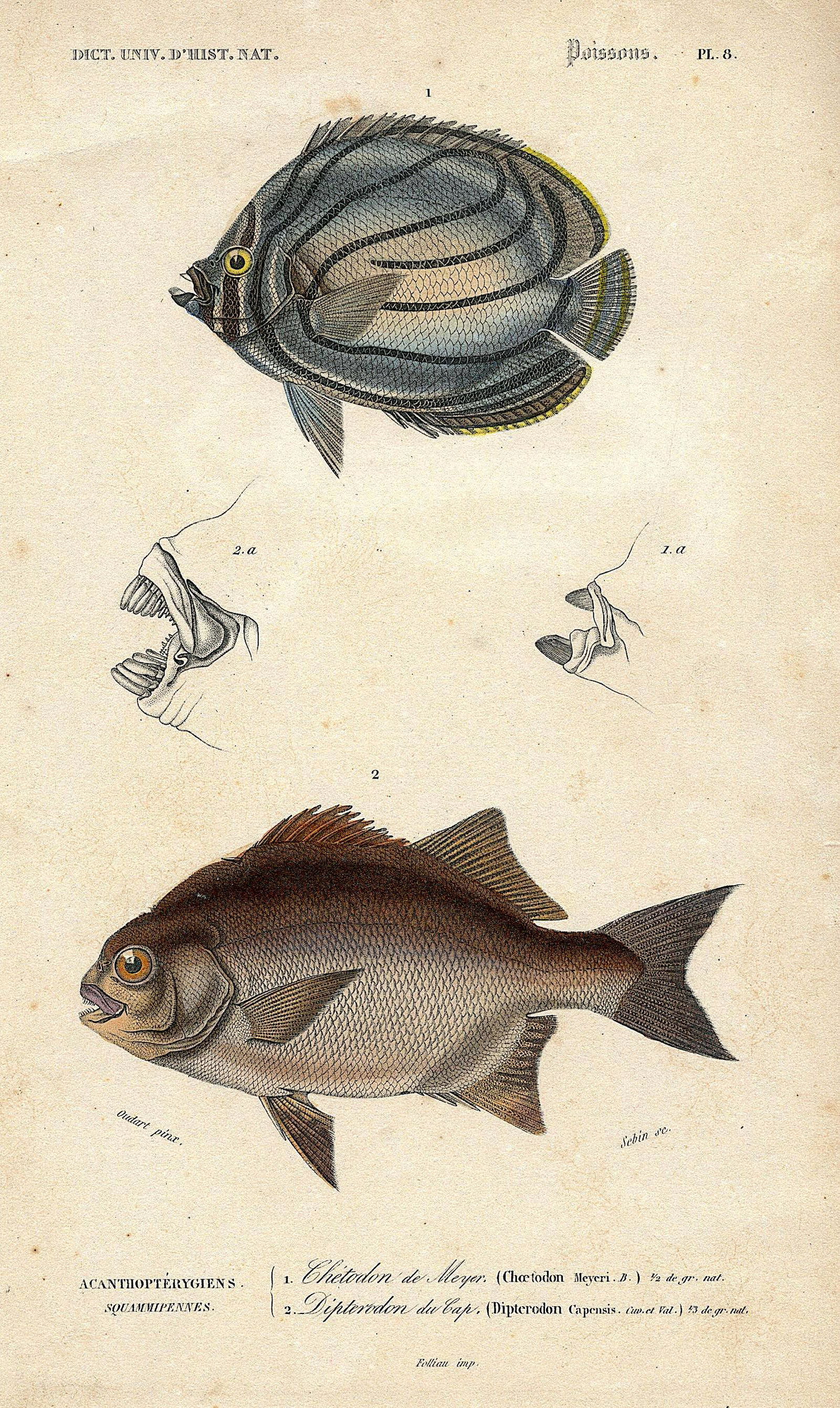 Fine Antique Hand Colored French Print , 1849 (1 of 1)