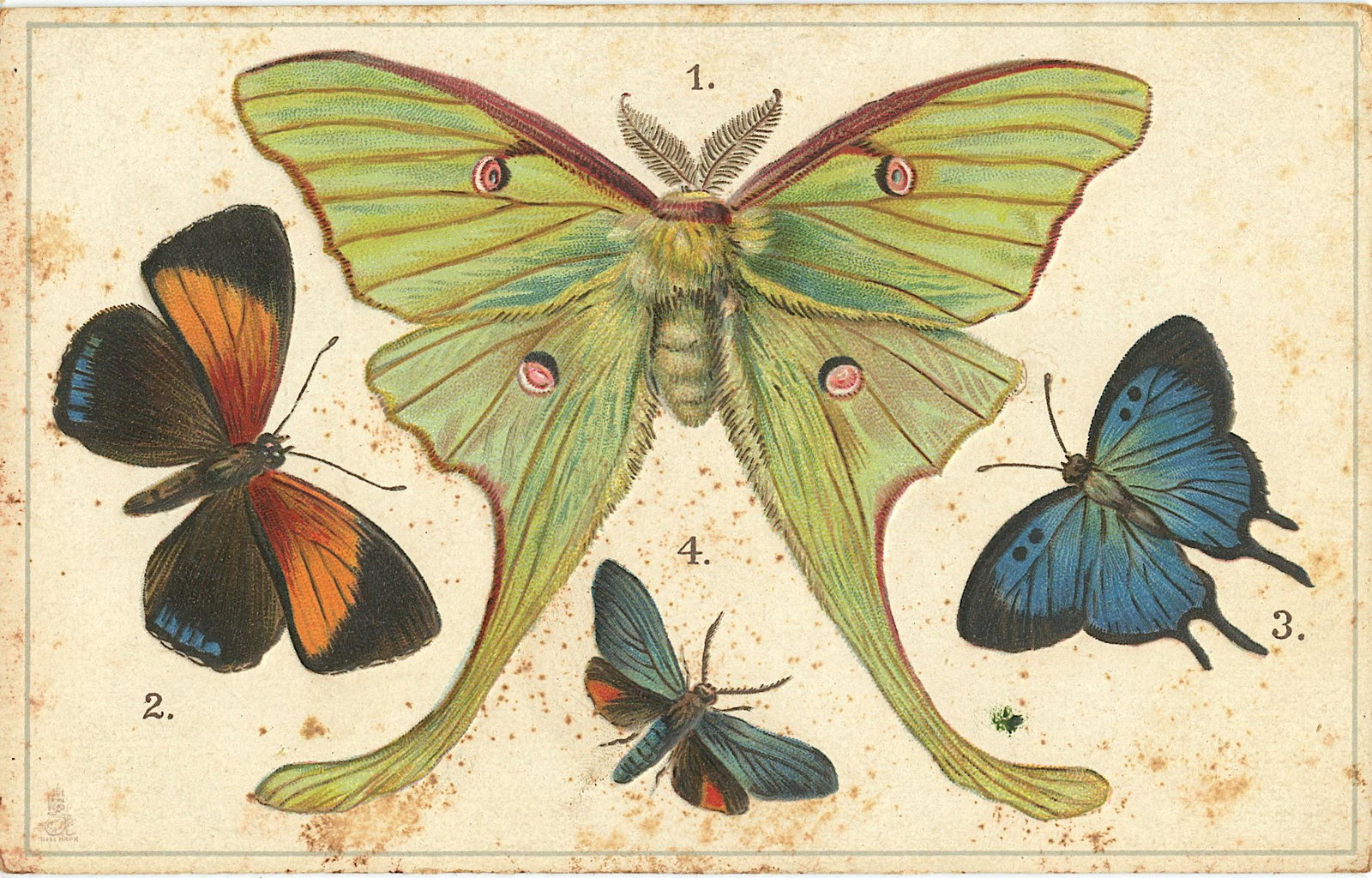 Antique Vintage Rare Postcard TUCK's Butterflies (1 of 2)