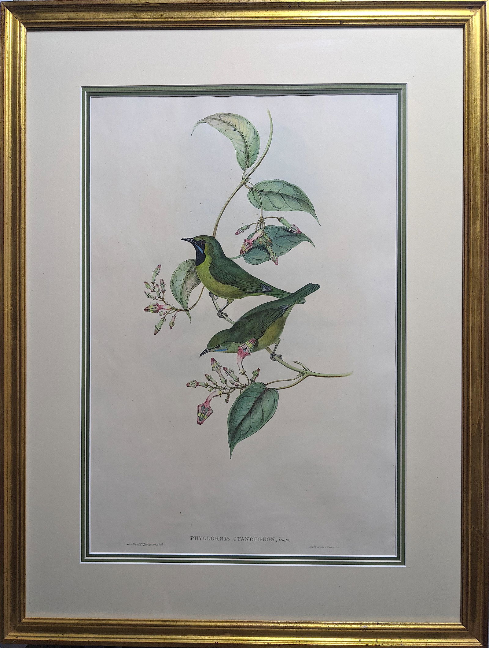 Antique Hand Colored Print JOHN GOULD Phyllornis (1 of 3)