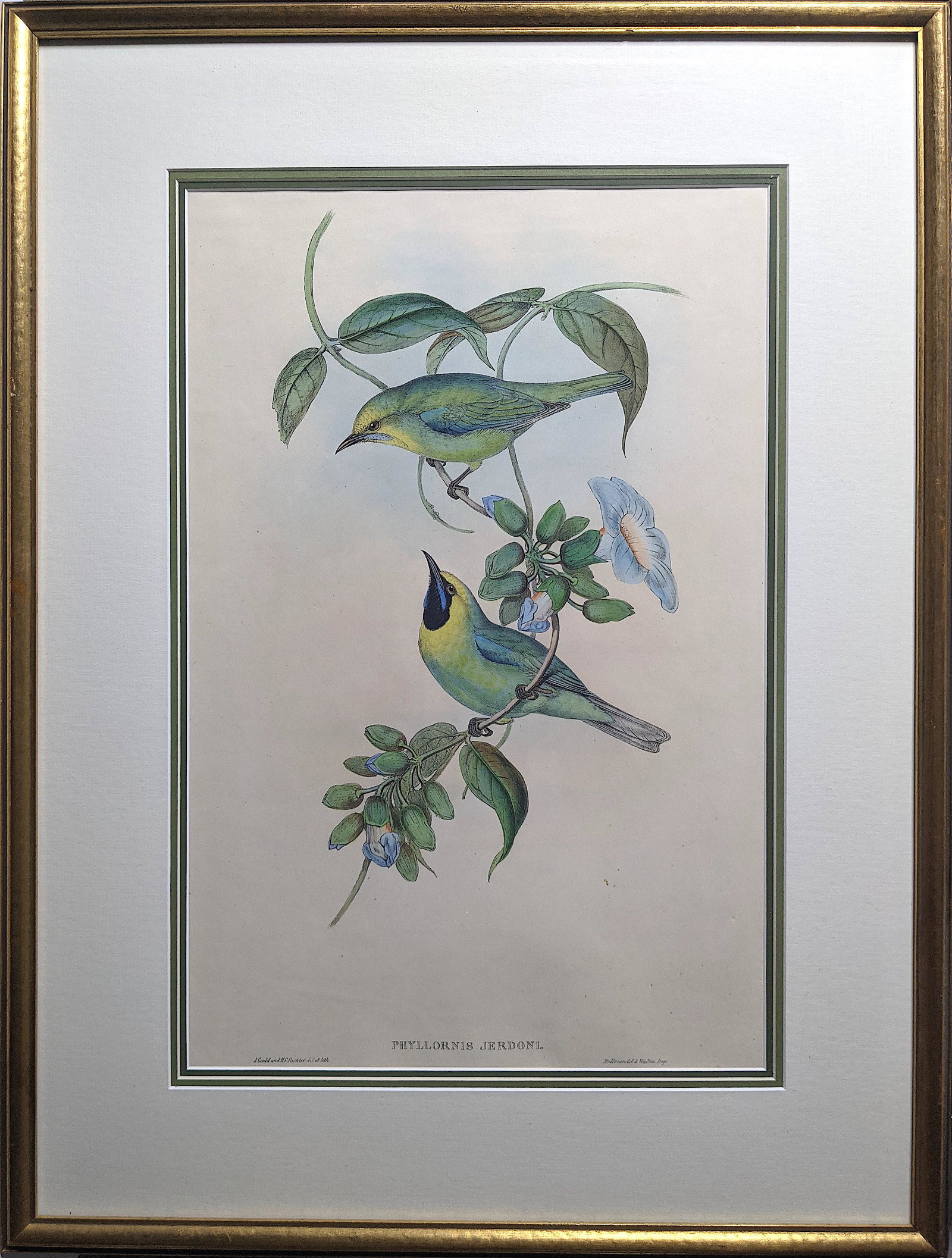 Antique Hand Colored Print JOHN GOULD Phyllornis (1 of 3)