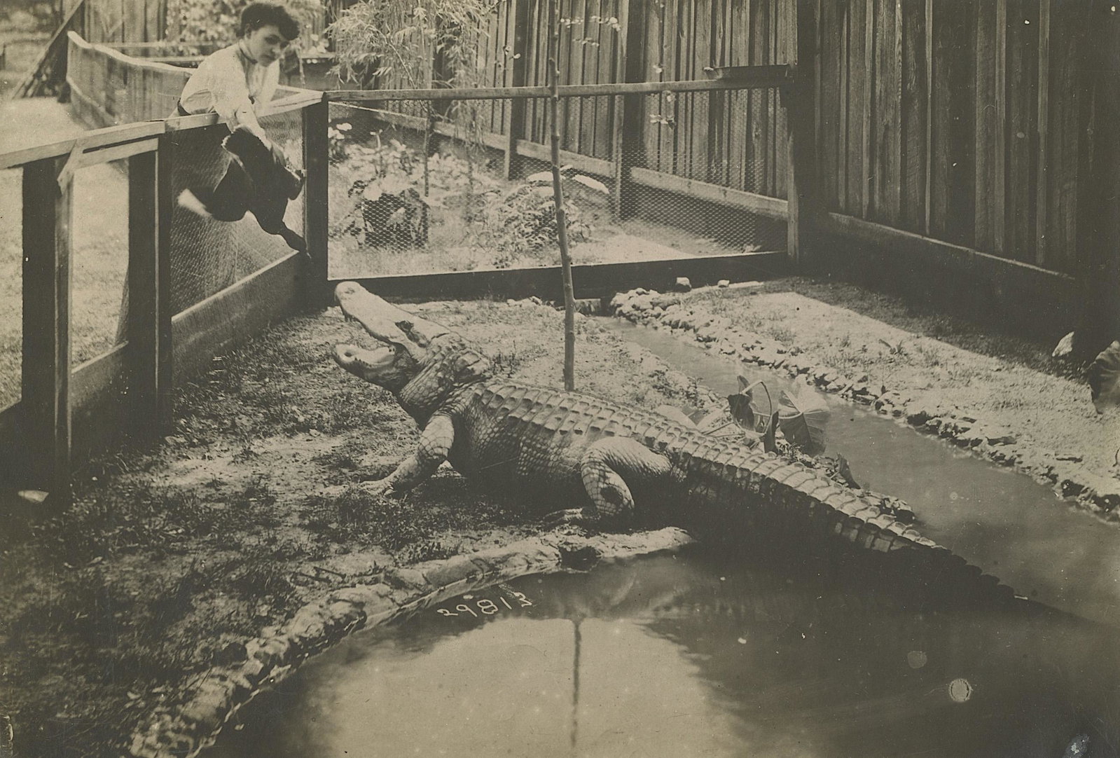 Vintage Antique Photo Feeding Alligator with a Duck: The dimensions are Approx. 4.5" x 6.75". This lot is located in Boca Raton, Fl. The shipping by Artelisted will be via USPS - First Class, Priority or Media Mail (tracking # will be provided via Stamp