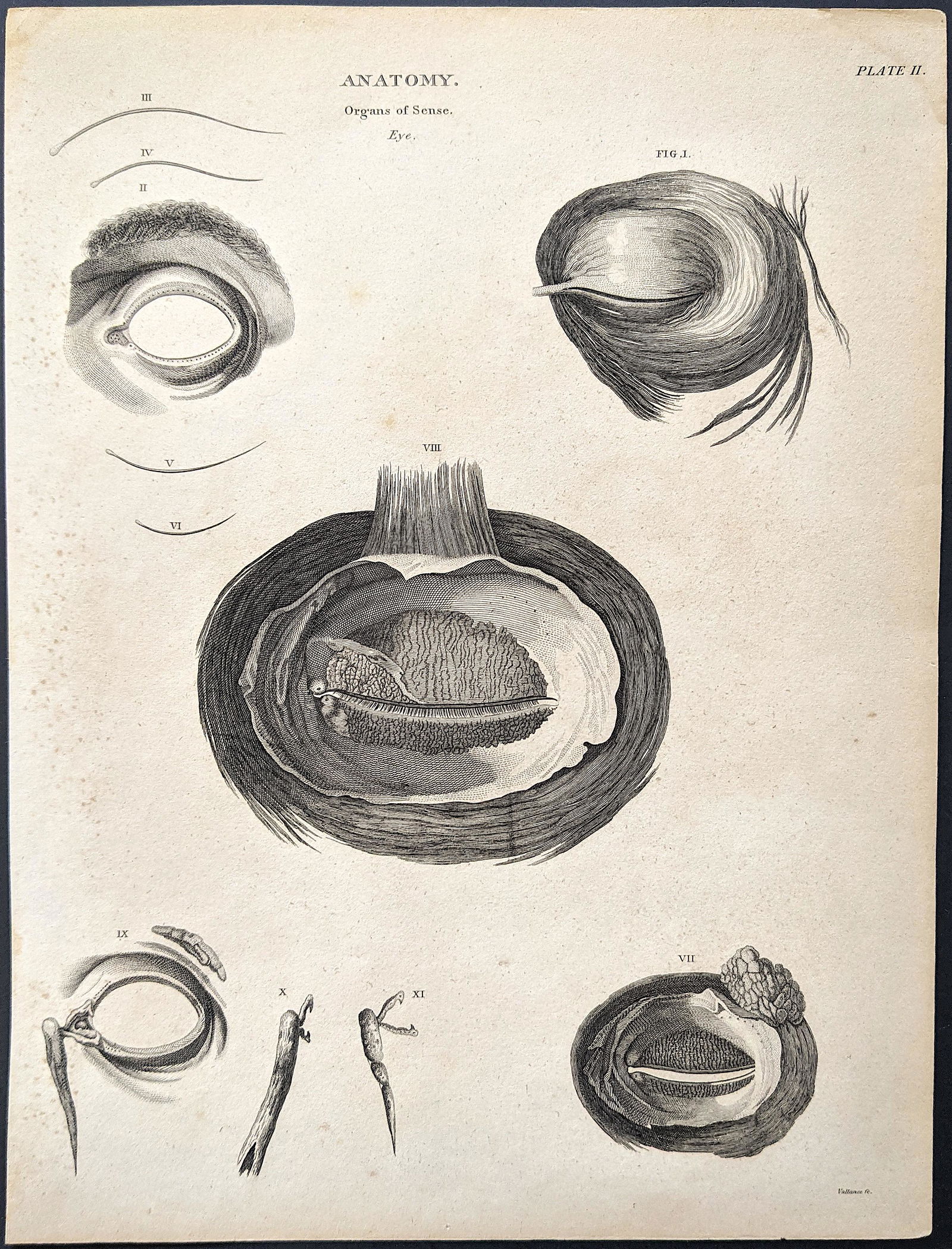 Antique Rare Anatomy Engraving with Organs of Sense: The dimensions are Approx. 10.5" x 8.75". This lot is located in Boca Raton, Fl. The shipping by Artelisted will be via USPS - First Class, Priority or Media Mail (tracking # will be provided via Stam