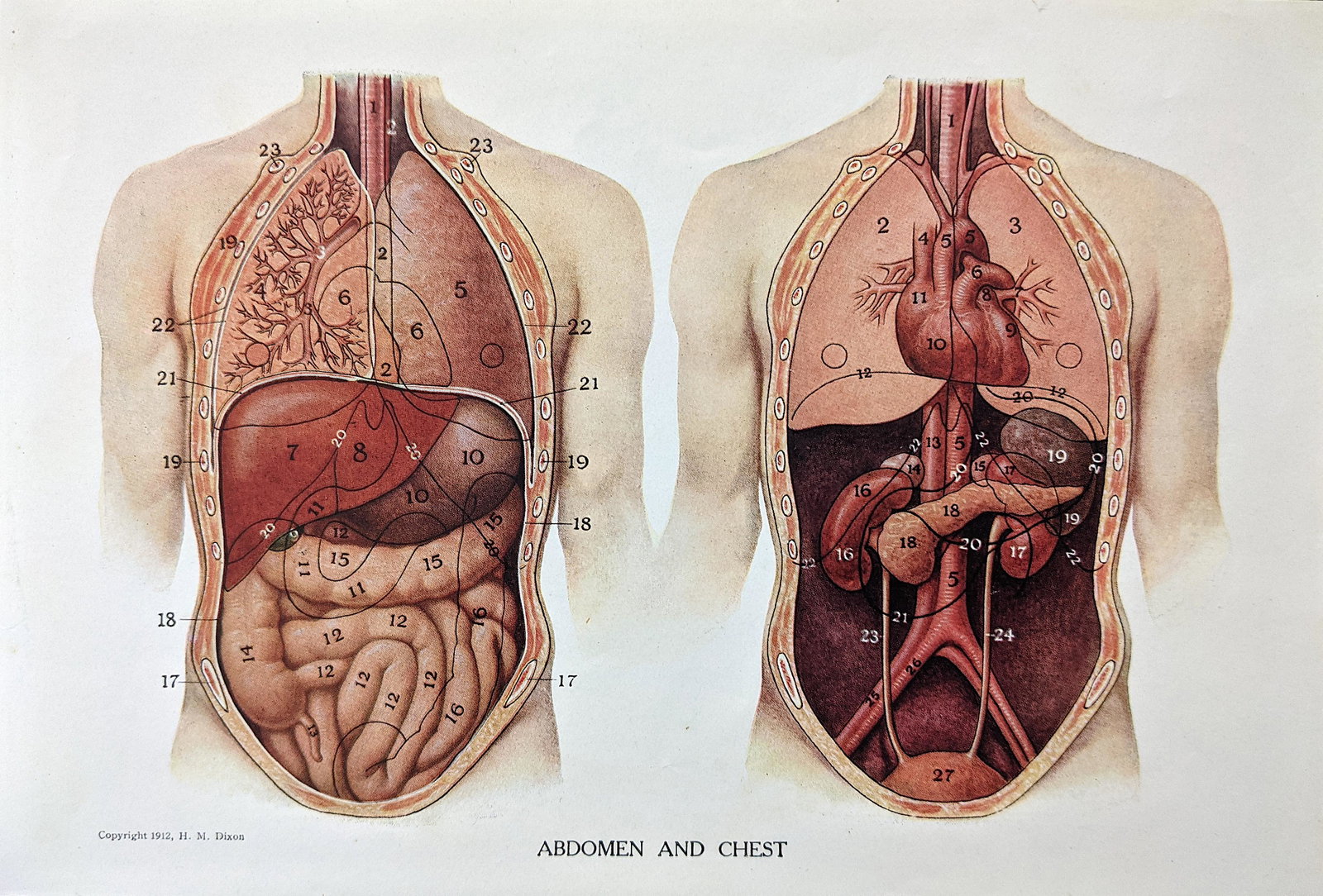 Vintage Colored Anatomy Print, 1912: The dimensions are Approx. 9.5" x 6.25". This lot is located in Boca Raton, Fl. The shipping by Artelisted will be via USPS - First Class, Priority or Media Mail (tracking # will be provided via Stamp