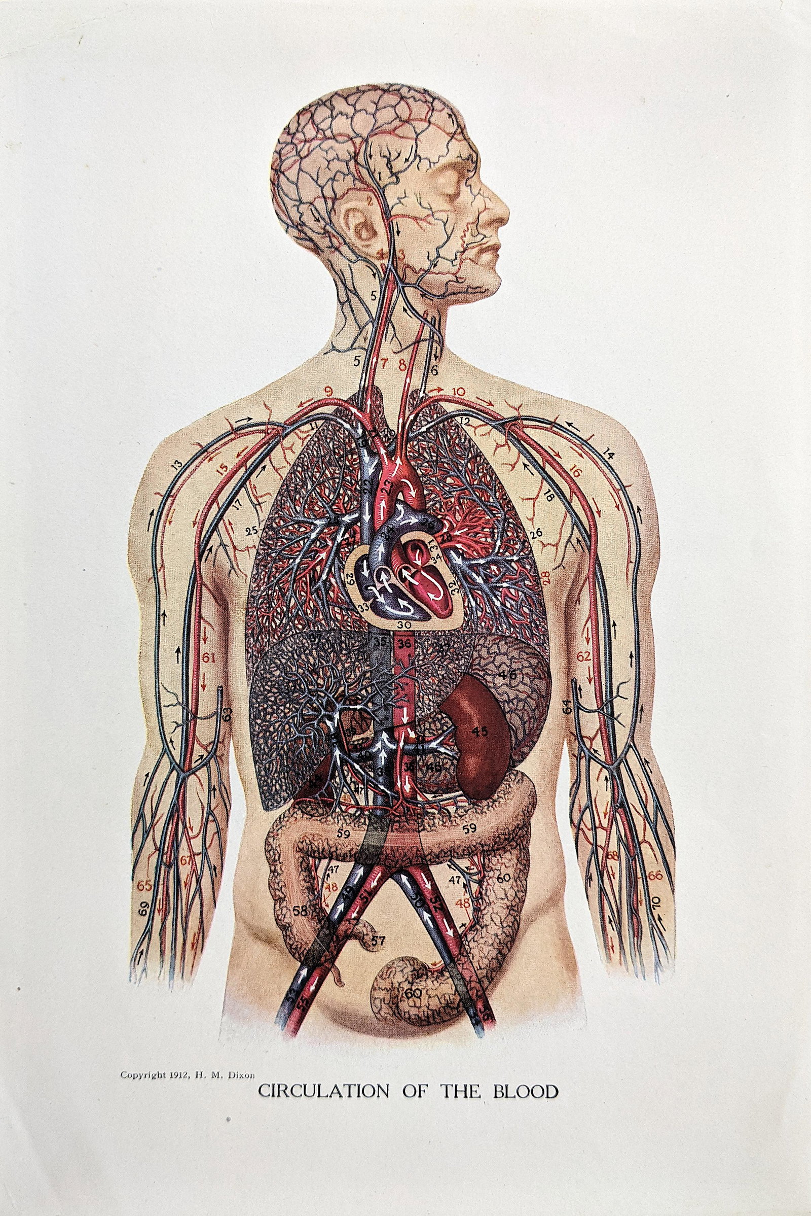 Vintage Colored Anatomy Print, 1912: The dimensions are Approx. 9.5" x 6.25". This lot is located in Boca Raton, Fl. The shipping by Artelisted will be via USPS - First Class, Priority or Media Mail (tracking # will be provided via Stamp
