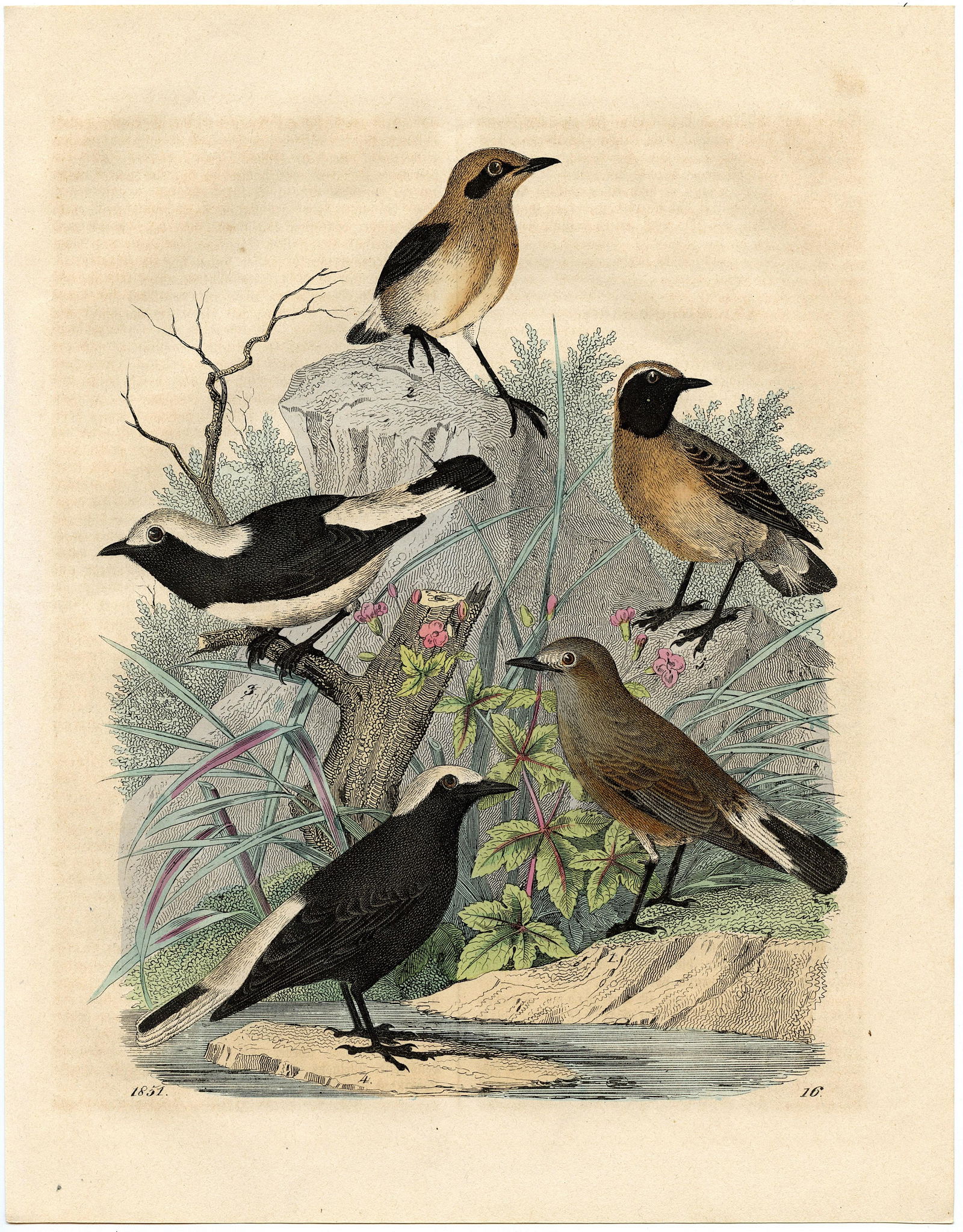 Antique Hand Colored Litho Birds, 1850s (1 of 1)
