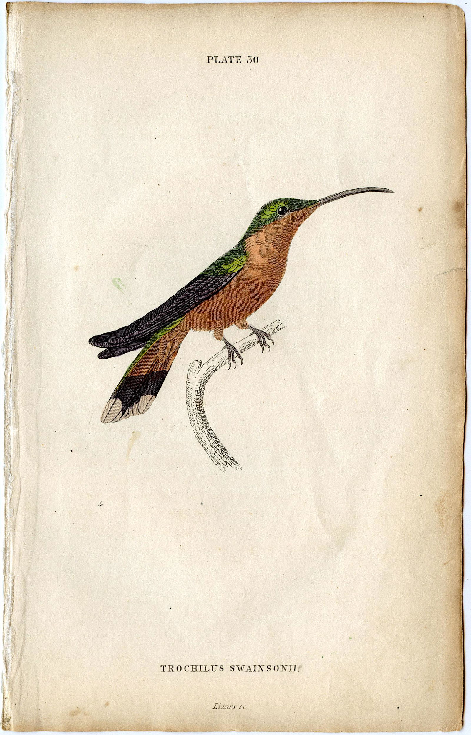 Antique Hand Colored Bird Litho Lixars Sc, 1833 (1 of 1)