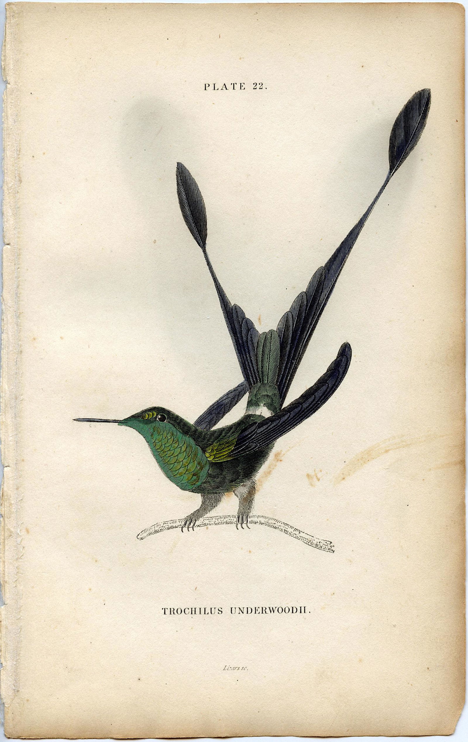 Antique Hand Colored Bird Litho Lixars Sc, 1833 (1 of 1)
