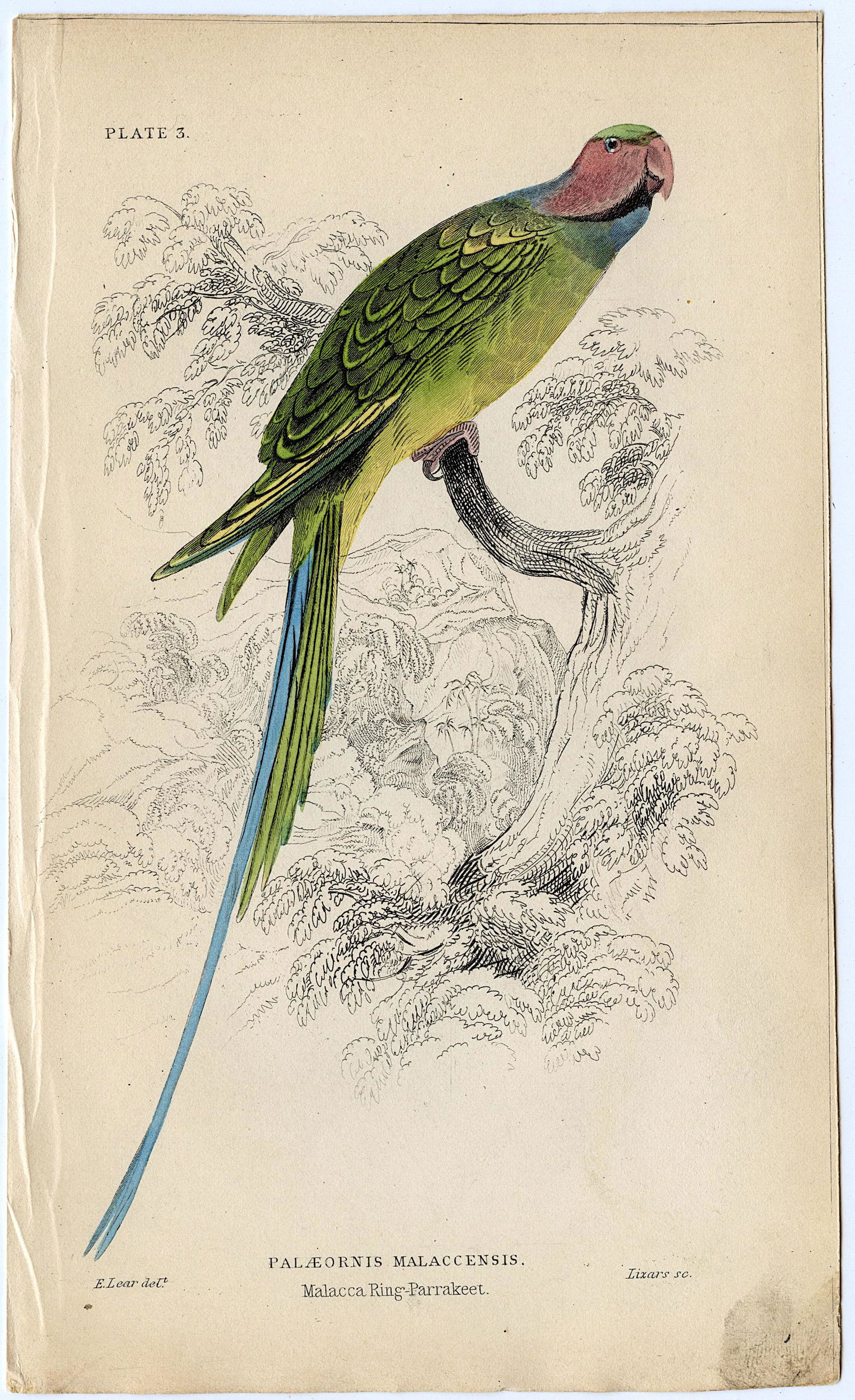 Antique Hand Colored Litho Bird Edward Lear, 1836: Paper Dimensions Approx. 6.75" x 4.25". This lot is located in Boca Raton, Fl. Sometimes Artelisted can decide to coordinate shipping with a third party (between buyer and contractor). Shipping insura