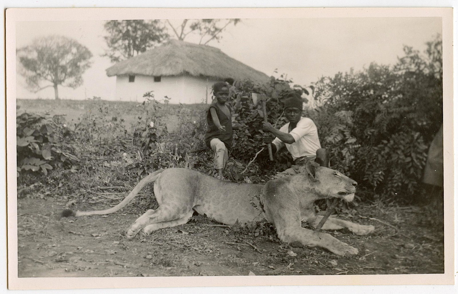 Rare Early Postcard Photo Africa Lion Hunters: The dimensions of an antique/vintage postcard are Approx. 5.5"x 3.5" (small variances can occur). ABOUT SHIPPING: This lot is located in Boca Raton, Fl and its shipment will be made directly by Arteli