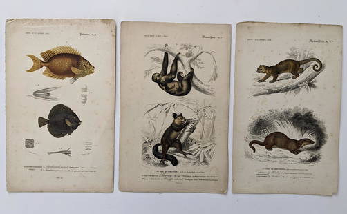 Antique Set 3 Hand Colored French Prints, 1840: By Dic. Univ. D'Hist. Nat. The dimensions of each print are Approx. 10"x 6.5" (small variances can occur). ABOUT SHIPPING: This lot is located in Boca Raton, Fl and its shipment will be made directly