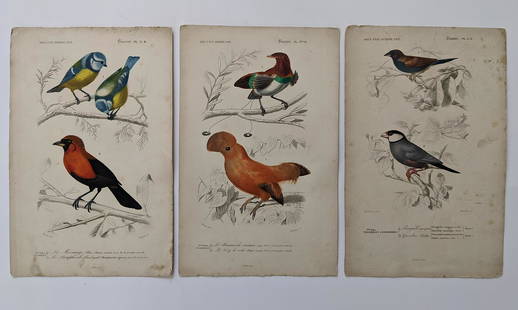 Antique Set 3 Hand Colored French Prints, 1840: By Dic. Univ. D'Hist. Nat. The dimensions of each print are Approx. 10"x 6.5" (small variances can occur). ABOUT SHIPPING: This lot is located in Boca Raton, Fl and its shipment will be made directly