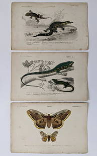 Antique Set 3 Hand Colored French Prints, 1840: By Dic. Univ. D'Hist. Nat. The dimensions of each print are Approx. 10"x 6.5" (small variances can occur). ABOUT SHIPPING: This lot is located in Boca Raton, Fl and its shipment will be made directly