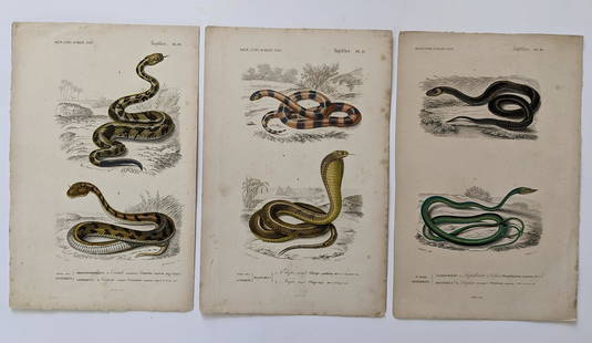 Antique Set 3 Hand Colored French Prints, 1840: By Dic. Univ. D'Hist. Nat. The dimensions of each print are Approx. 10"x 6.5" (small variances can occur). ABOUT SHIPPING: This lot is located in Boca Raton, Fl and its shipment will be made directly