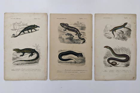 Antique Set 3 Hand Colored French Prints, 1840: By Dic. Univ. D'Hist. Nat. The dimensions of each print are Approx. 10"x 6.5" (small variances can occur). ABOUT SHIPPING: This lot is located in Boca Raton, Fl and its shipment will be made directly