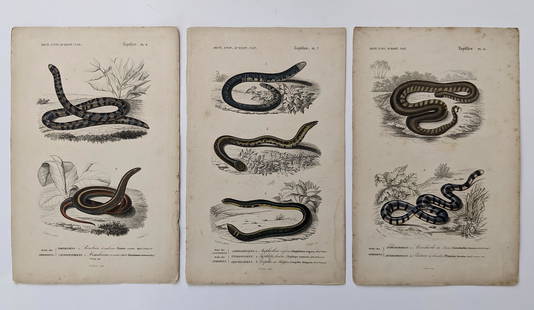 Antique Set 3 Hand Colored French Prints, 1840: By Dic. Univ. D'Hist. Nat. The dimensions of each print are Approx. 10"x 6.5" (small variances can occur). ABOUT SHIPPING: This lot is located in Boca Raton, Fl and its shipment will be made directly