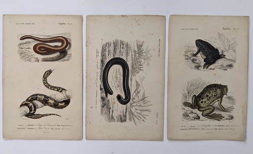 Antique Set 3 Hand Colored French Prints, 1840: By Dic. Univ. D'Hist. Nat. The dimensions of each print are Approx. 10"x 6.5" (small variances can occur). ABOUT SHIPPING: This lot is located in Boca Raton, Fl and its shipment will be made directly