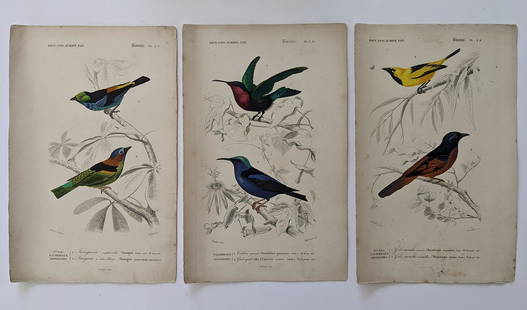 Antique Set 3 Hand Colored French Prints, 1840: By Dic. Univ. D'Hist. Nat. The dimensions of each print are Approx. 10"x 6.5" (small variances can occur). ABOUT SHIPPING: This lot is located in Boca Raton, Fl and its shipment will be made directly