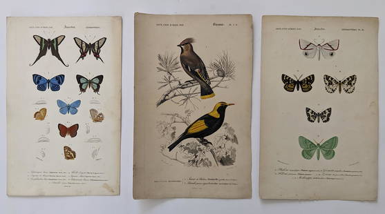 Antique Set 3 Hand Colored French Prints, 1840: By Dic. Univ. D'Hist. Nat. The dimensions of each print are Approx. 10"x 6.5" (small variances can occur). ABOUT SHIPPING: This lot is located in Boca Raton, Fl and its shipment will be made directly