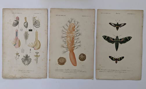 Antique Set 3 Hand Colored French Prints, 1840: By Dic. Univ. D'Hist. Nat. The dimensions of each print are Approx. 10"x 6.5" (small variances can occur). ABOUT SHIPPING: This lot is located in Boca Raton, Fl and its shipment will be made directly