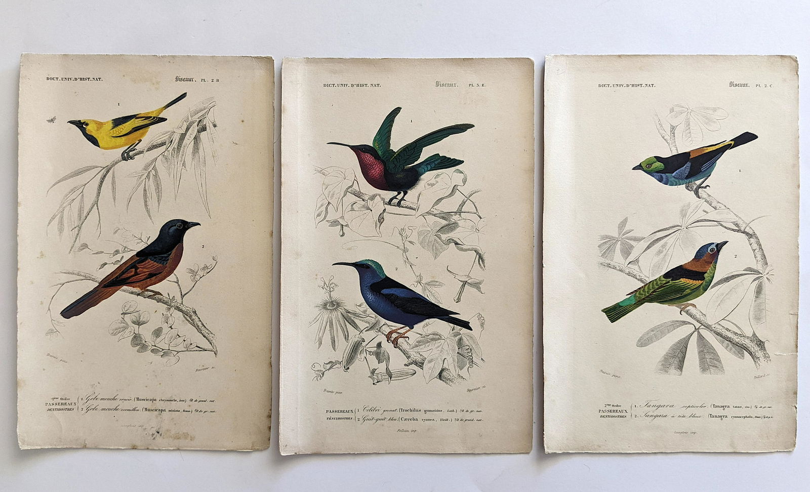 Set 3 Antique Colored Prints A. Fullarton & Co., 1850s (1 of 1)
