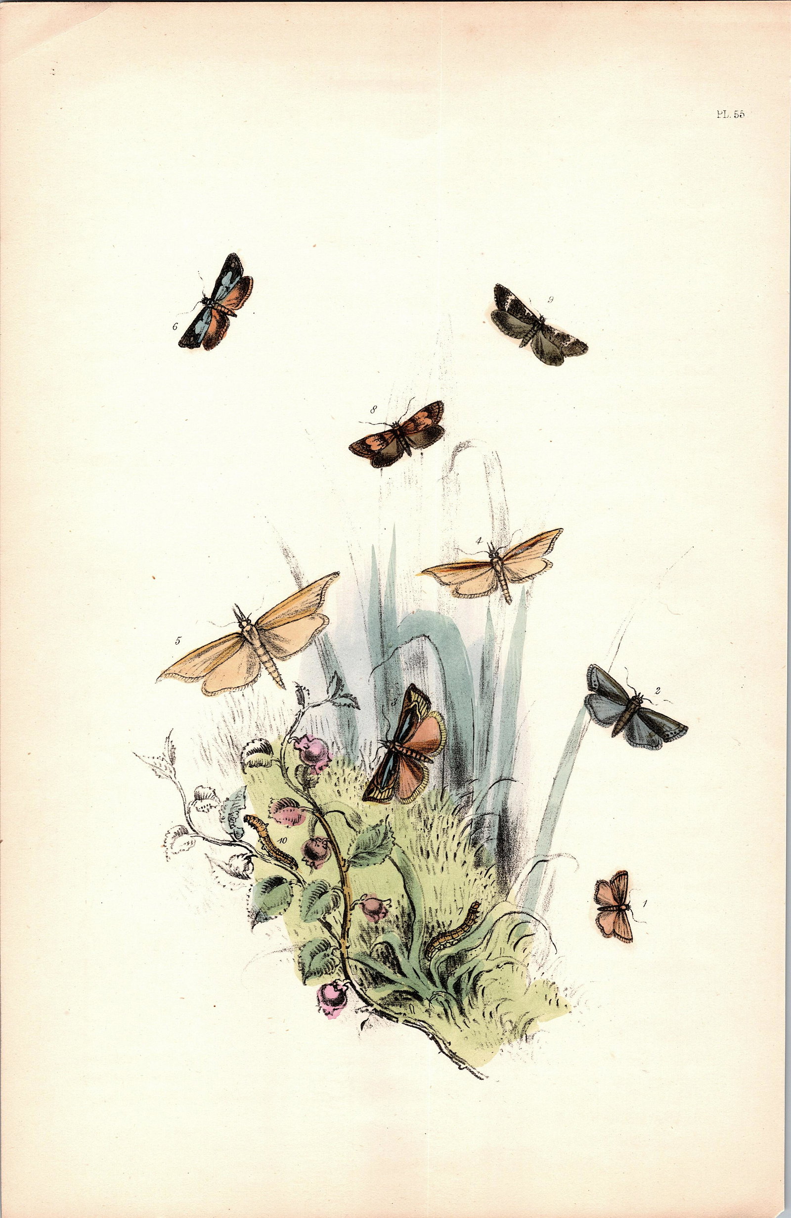 Antique Colored Print Moths Insects NOEL HUMPHREYS, 1860: British Moths. Dimensions 6.75" x 10.5". This lot is located in Boca Raton, Fl and its shipment will be made directly by Artelisted. Shipping insurance is the responsibility of the buyer. Ask us if yo
