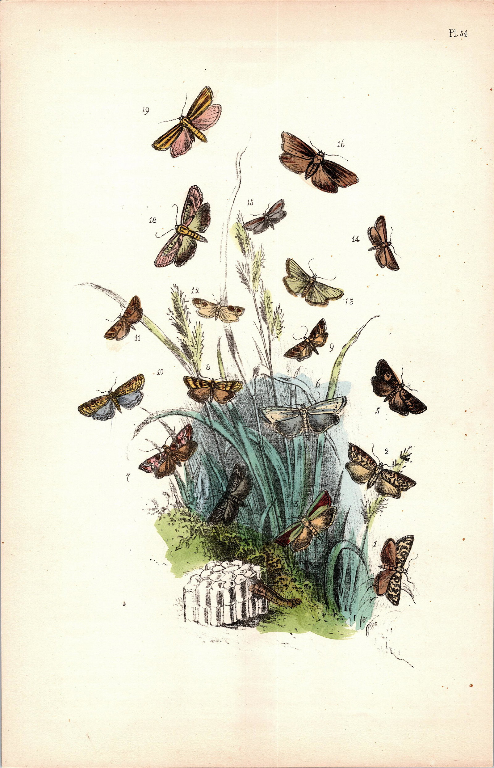 Antique Colored Print Moths Insects NOEL HUMPHREYS, 1860: British Moths. Dimensions 6.75" x 10.5". This lot is located in Boca Raton, Fl and its shipment will be made directly by Artelisted. Shipping insurance is the responsibility of the buyer. Ask us if yo