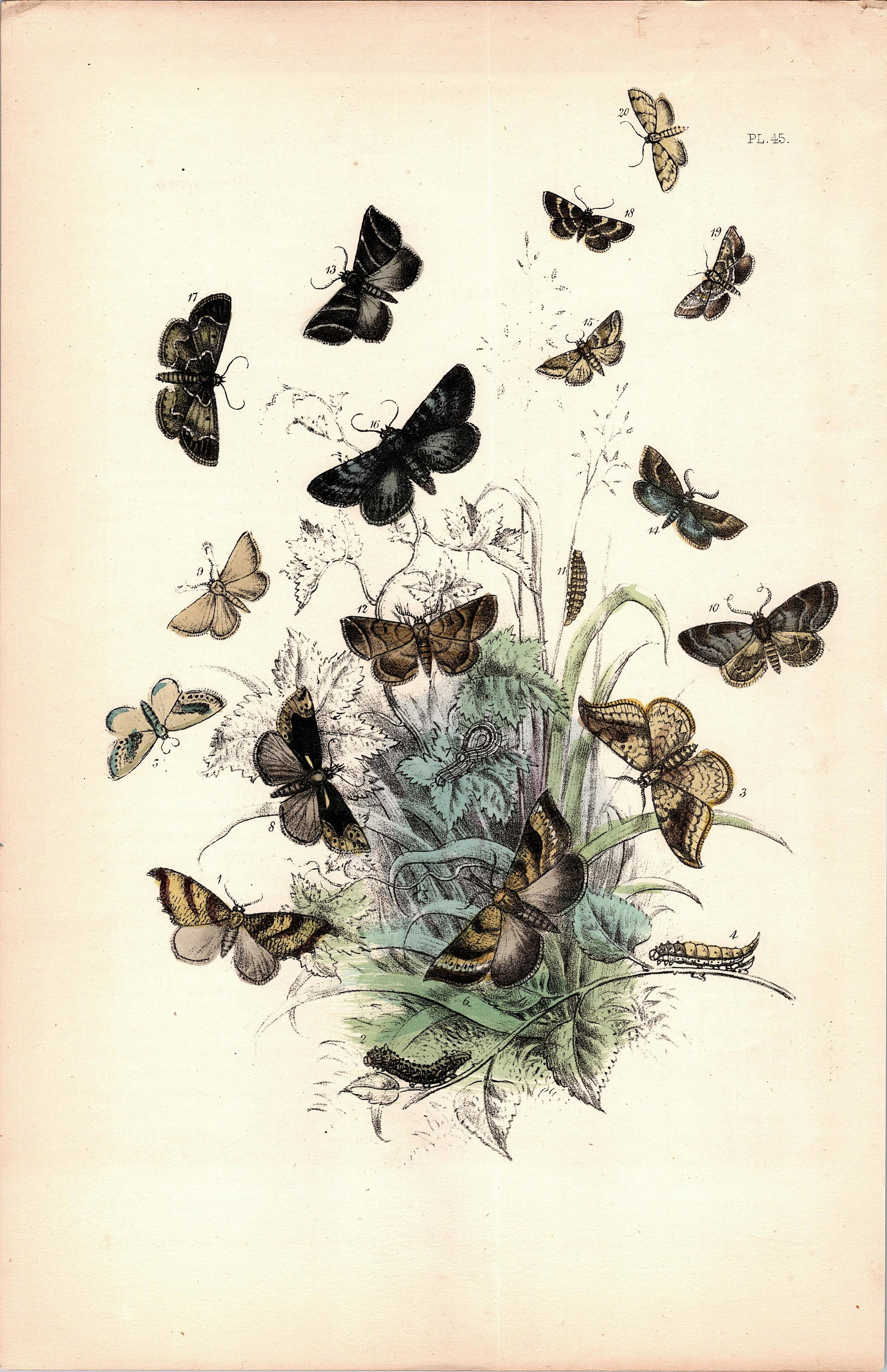 Antique Colored Print Moths Insects NOEL HUMPHREYS, 1860: British Moths. Dimensions 6.75" x 10.5". This lot is located in Boca Raton, Fl and its shipment will be made directly by Artelisted. Shipping insurance is the responsibility of the buyer. Ask us if yo