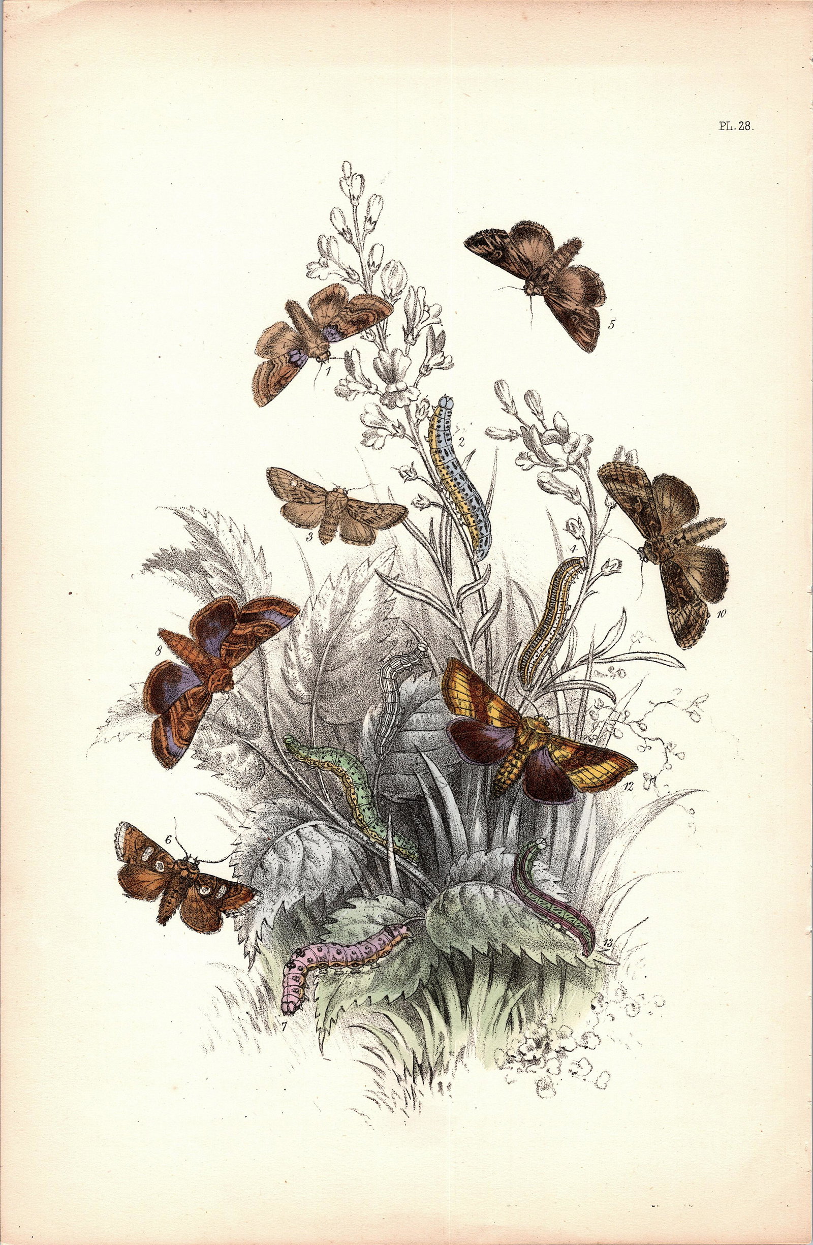 Antique Colored Print Moths Insects NOEL HUMPHREYS, 1860: British Moths. Dimensions 6.75" x 10.5". This lot is located in Boca Raton, Fl and its shipment will be made directly by Artelisted. Shipping insurance is the responsibility of the buyer. Ask us if yo