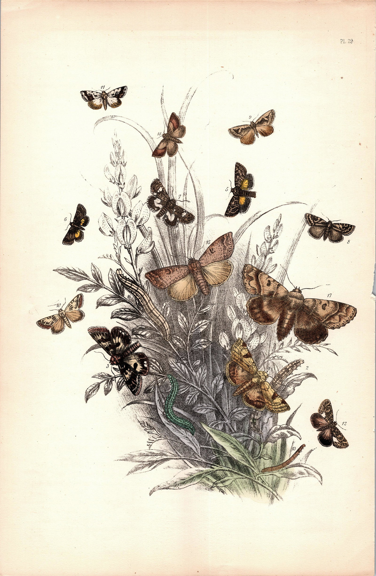 Antique Colored Print Moths Insects NOEL HUMPHREYS, 1860: British Moths. Dimensions 6.75" x 10.5". This lot is located in Boca Raton, Fl and its shipment will be made directly by Artelisted. Shipping insurance is the responsibility of the buyer. Ask us if yo