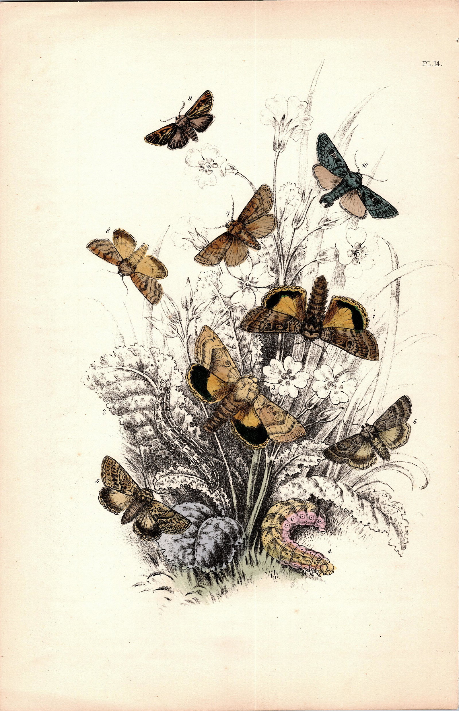 Antique Colored Print Moths Insects NOEL HUMPHREYS, 1860: British Moths. Dimensions 6.75" x 10.5". This lot is located in Boca Raton, Fl and its shipment will be made directly by Artelisted. Shipping insurance is the responsibility of the buyer. Ask us if yo