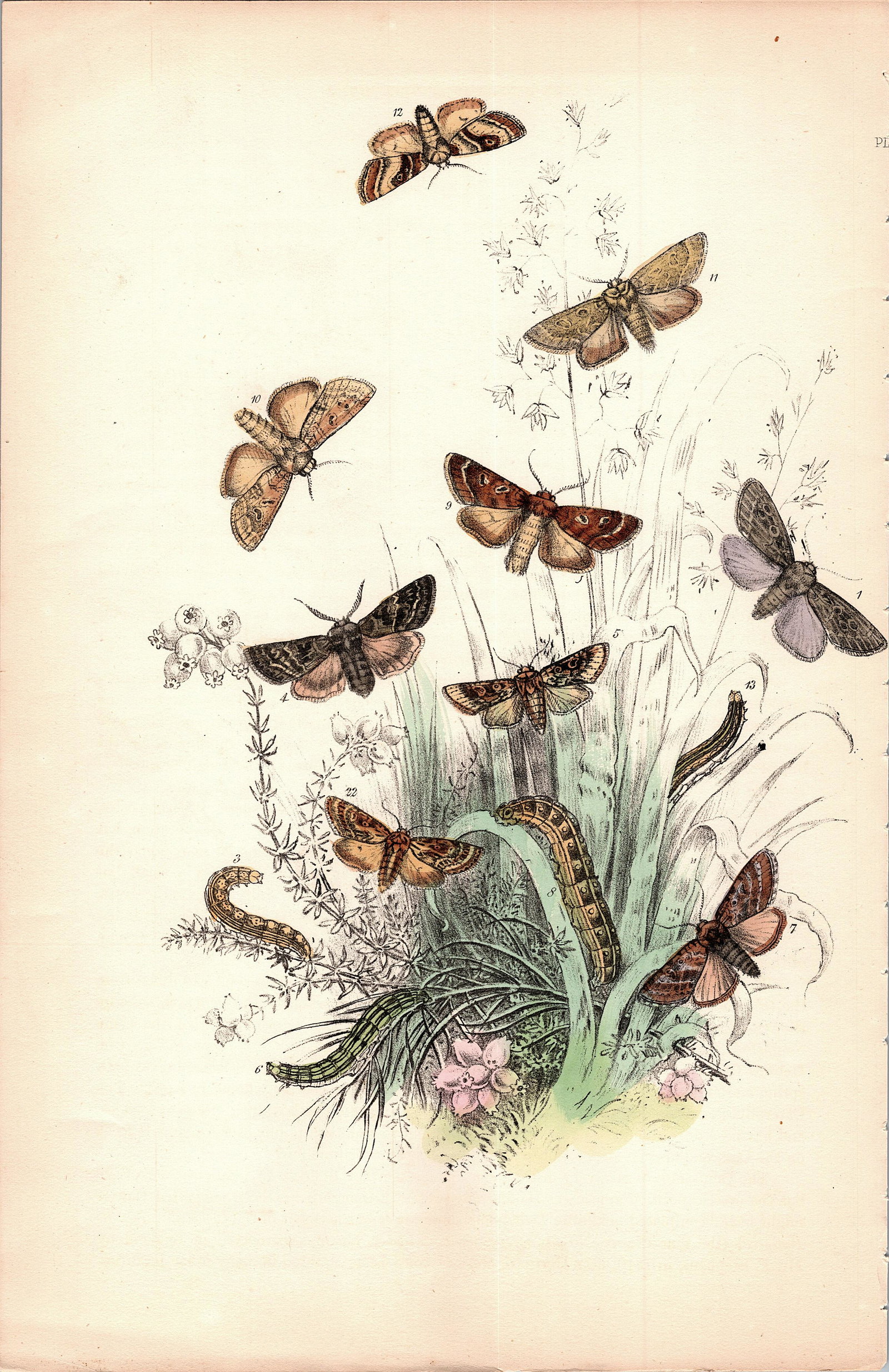 Antique Colored Print Moths Insects NOEL HUMPHREYS, 1860: British Moths. Dimensions 6.75" x 10.5". This lot is located in Boca Raton, Fl and its shipment will be made directly by Artelisted. Shipping insurance is the responsibility of the buyer. Ask us if yo
