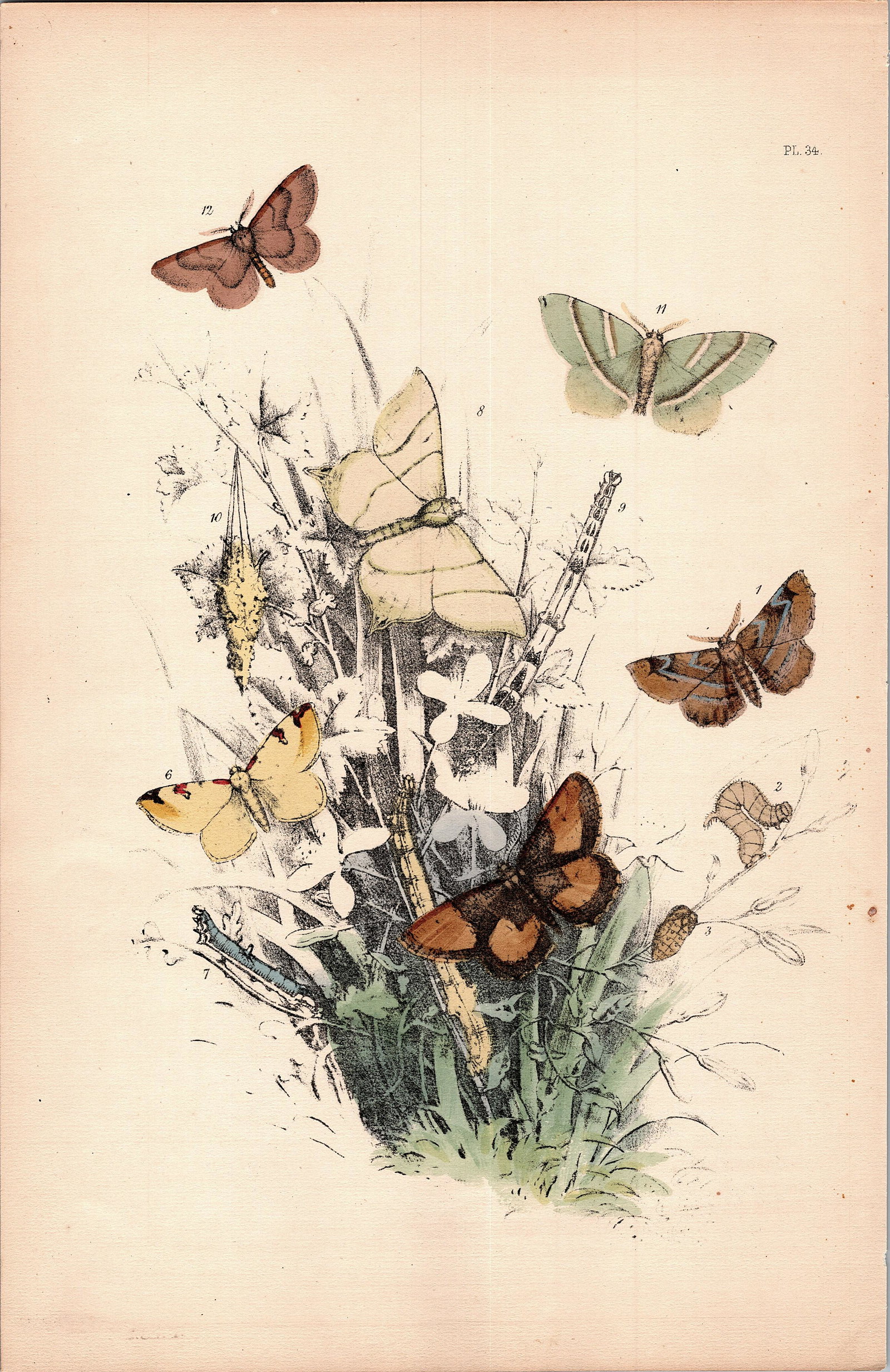 Antique Colored Print Moths Insects NOEL HUMPHREYS, 1860: British Moths. Dimensions 6.75" x 10.5". This lot is located in Boca Raton, Fl and its shipment will be made directly by Artelisted. Shipping insurance is the responsibility of the buyer. Ask us if yo