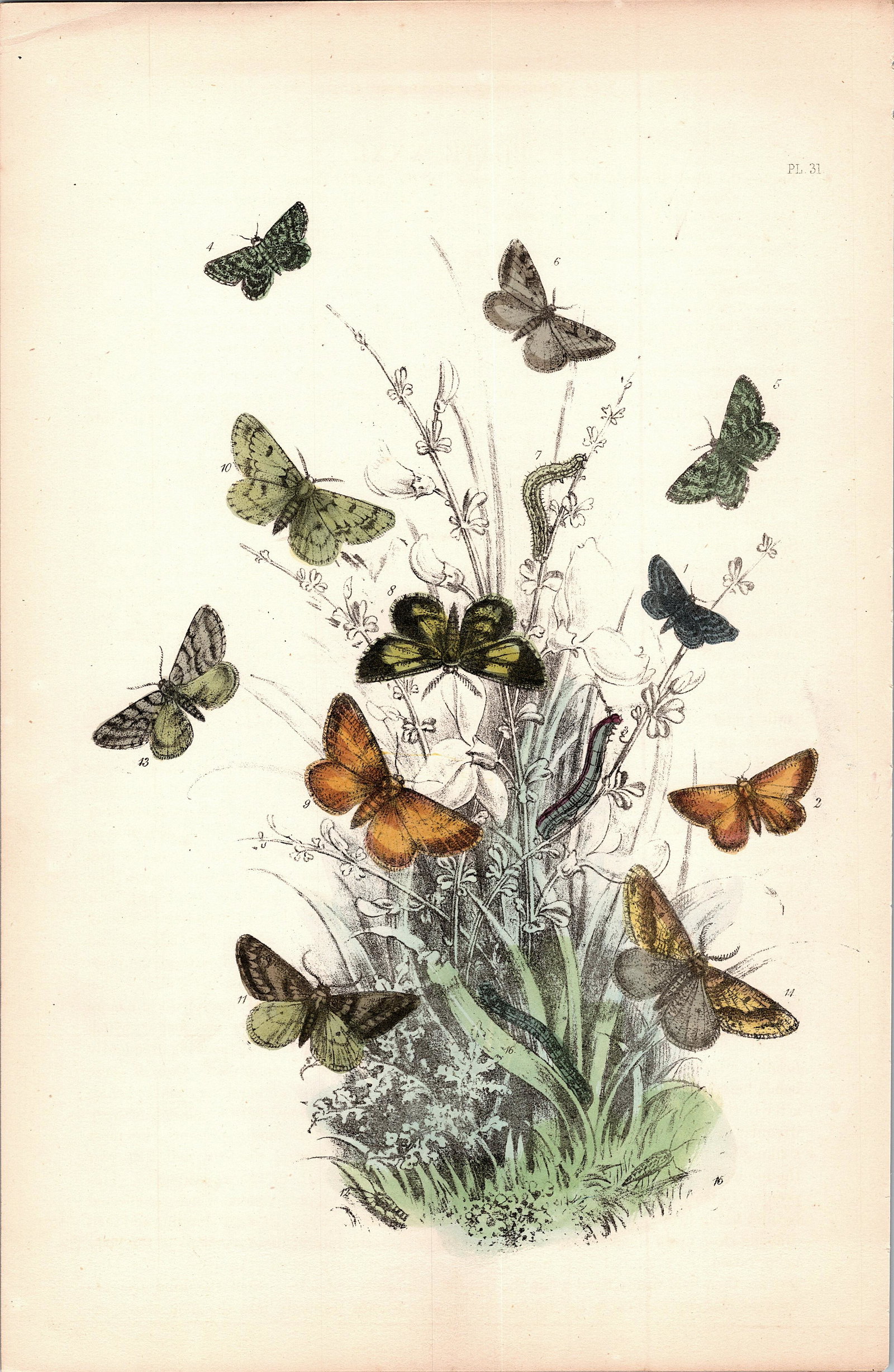 Antique Colored Print Moths Insects NOEL HUMPHREYS, 1860: British Moths. Dimensions 6.75" x 10.5". This lot is located in Boca Raton, Fl and its shipment will be made directly by Artelisted. Shipping insurance is the responsibility of the buyer. Ask us if yo
