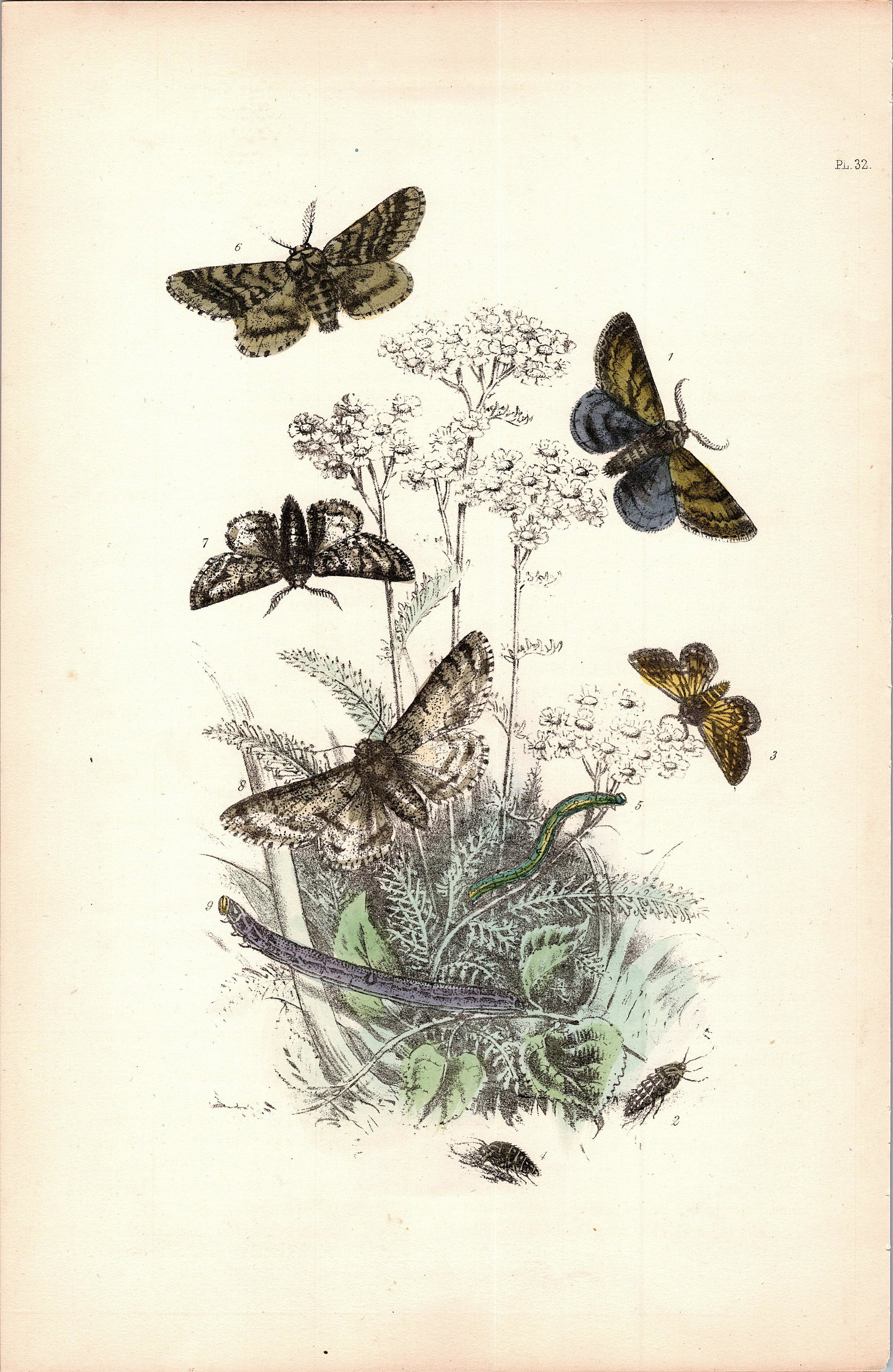 Antique Colored Print Moths Insects NOEL HUMPHREYS, 1860: British Moths. Dimensions 6.75" x 10.5". This lot is located in Boca Raton, Fl and its shipment will be made directly by Artelisted. Shipping insurance is the responsibility of the buyer. Ask us if yo