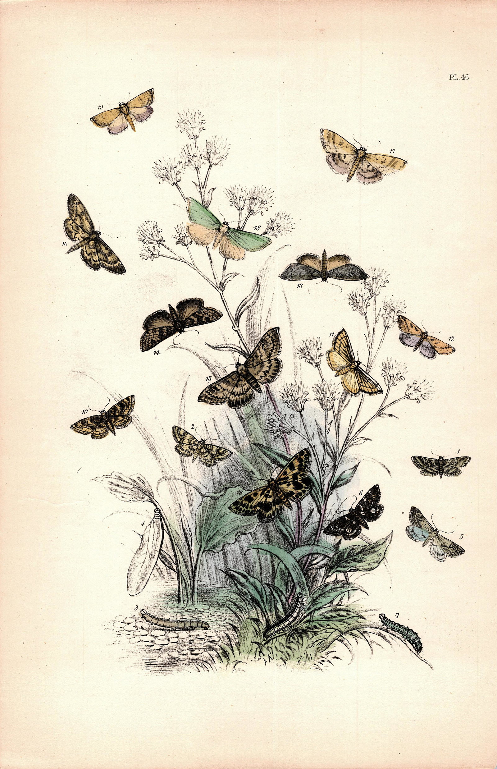 Antique Colored Print Moths Insects NOEL HUMPHREYS, 1860: British Moths. Dimensions 6.75" x 10.5". This lot is located in Boca Raton, Fl and its shipment will be made directly by Artelisted. Shipping insurance is the responsibility of the buyer. Ask us if yo