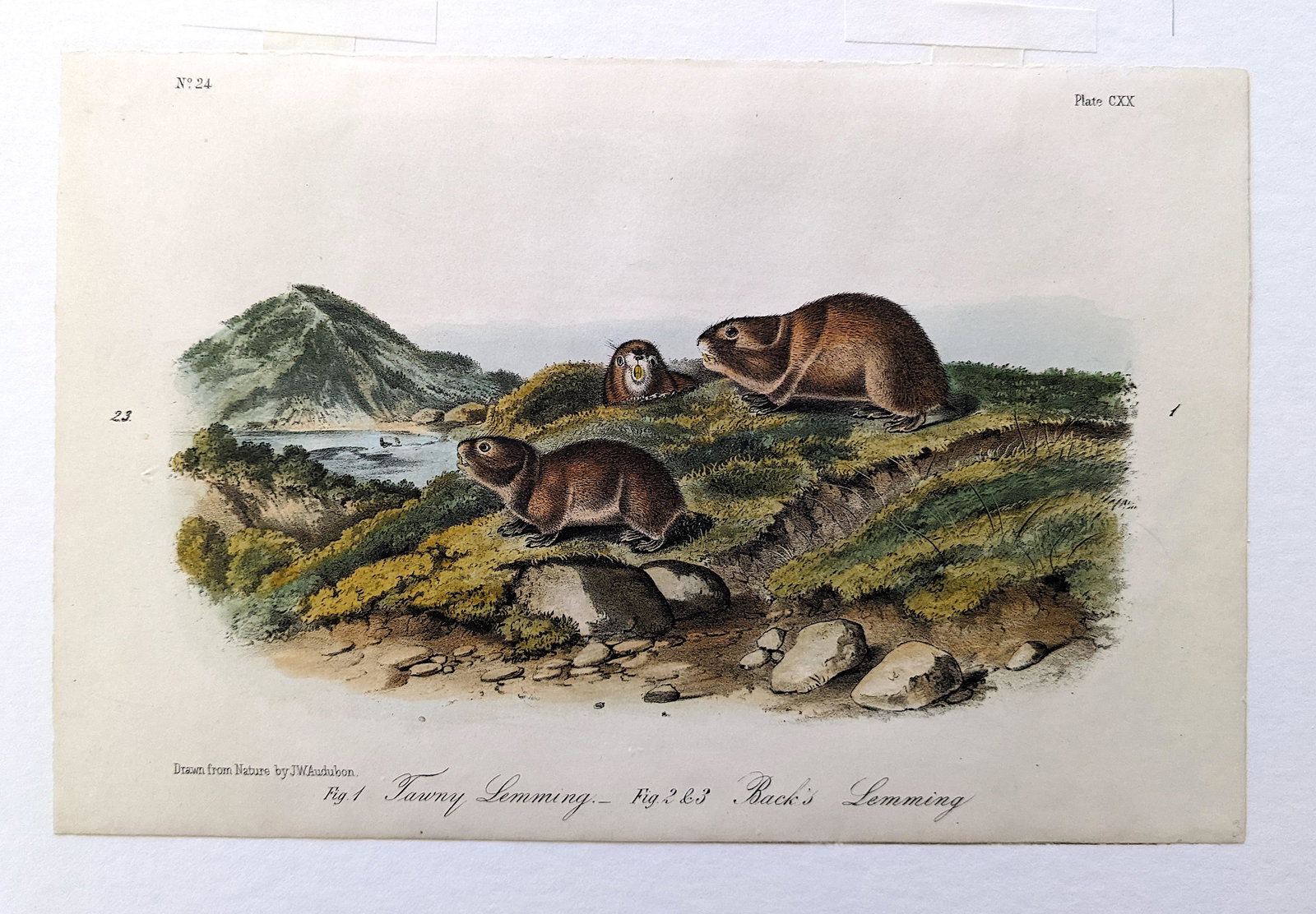 Authentic Antique Colored Print Drawn by J. J. AUDUBON (1 of 3)