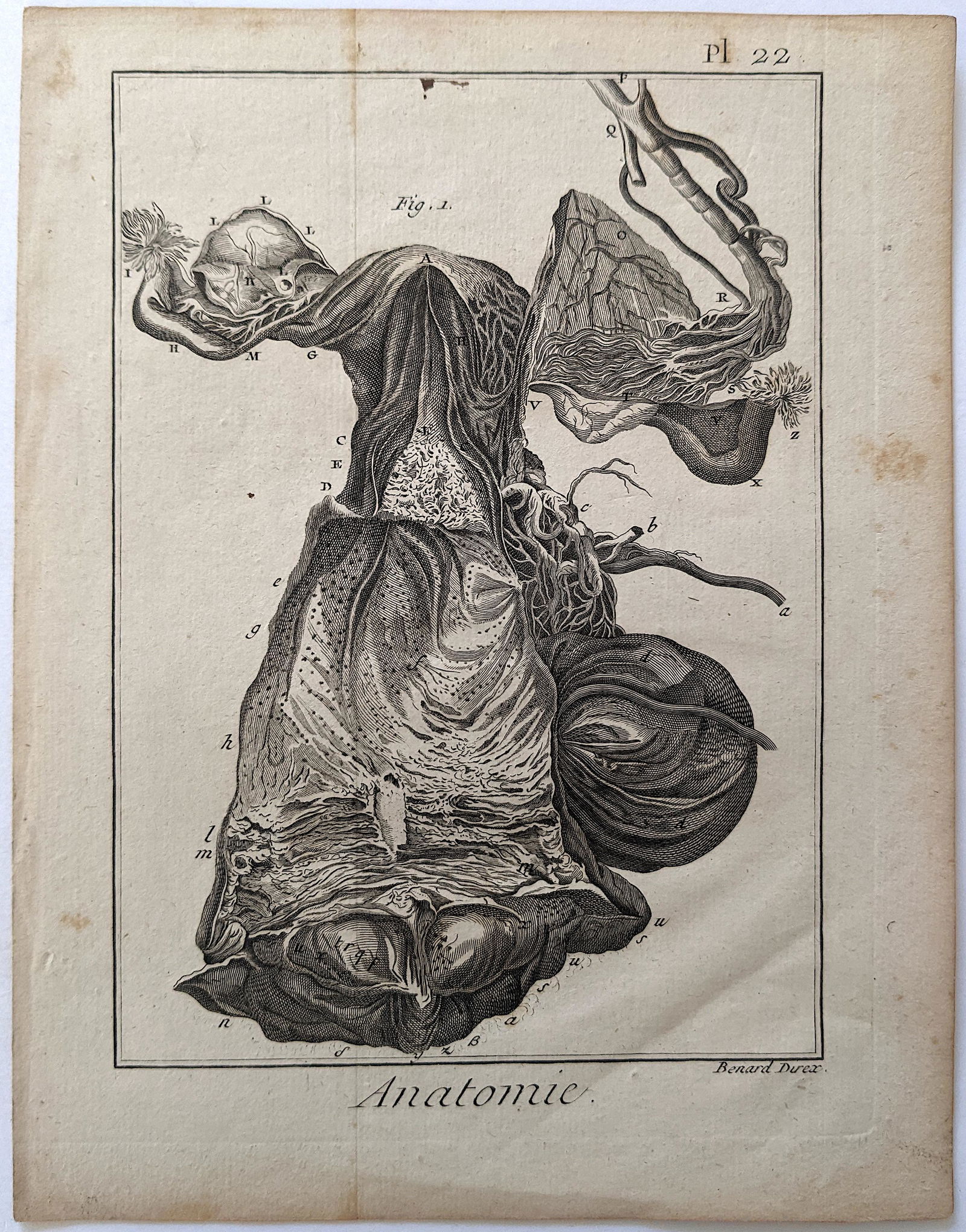 Very Rare Antique Medical Anatomy Etching Print 18th C. (1 of 2)