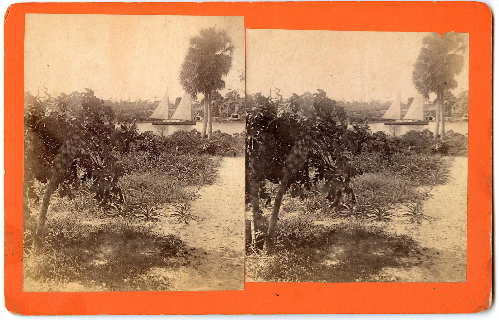 Antique Real Photo Stereoview Jacksonville, Fl: This stereoviews is original from the epoch . The stereoviews we are offering come mainly from collectors in the U.S.A. and constitute wonderful testimonies of past time that tend to be unique. They h