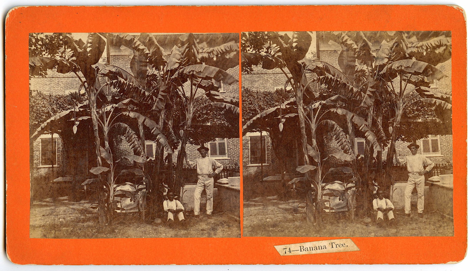 Antique Real Photo Stereoview Banana Tree Palatka: This stereoviews is original from the epoch . The stereoviews we are offering come mainly from collectors in the U.S.A. and constitute wonderful testimonies of past time that tend to be unique. They h