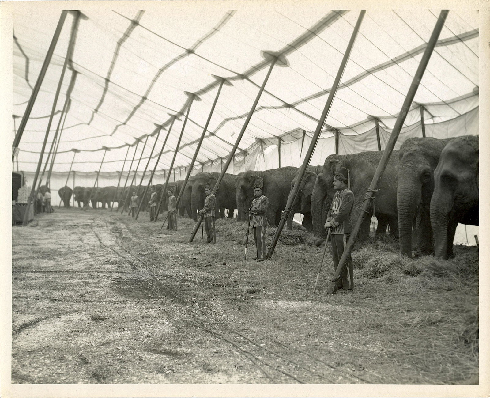 Vintage Real Photo Original Circus Actors Elephants: Provenance: from a collector in Los Angeles, CA. We have included quality images to show their condition. The dimensions are Approx. 10" x 8" (small variances can occur). This lot is located in Boca R