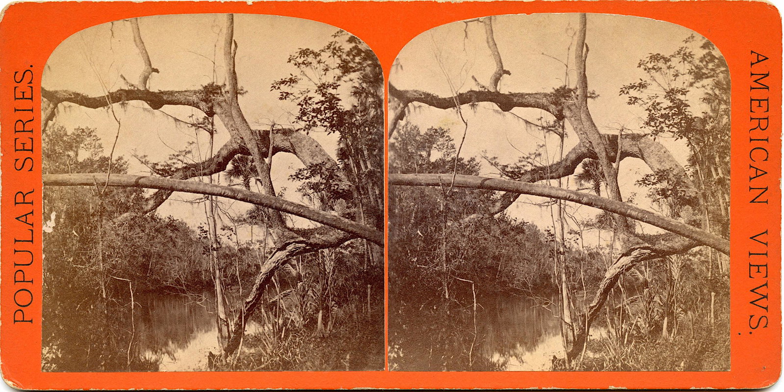 Antique Real Photo Stereoview Ocklawaha River, Florida: This stereoviews is original from the epoch . The stereoviews we are offering come mainly from collectors in the U.S.A. and constitute wonderful testimonies of past time that tend to be unique. They h