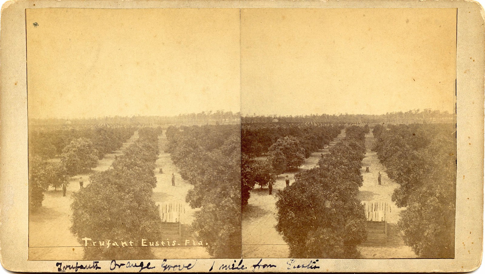 Antique Real Photo Stereoview Florida by N. L. Whitney: This stereoviews is original from the epoch . The stereoviews we are offering come mainly from collectors in the U.S.A. and constitute wonderful testimonies of past time that tend to be unique. They h