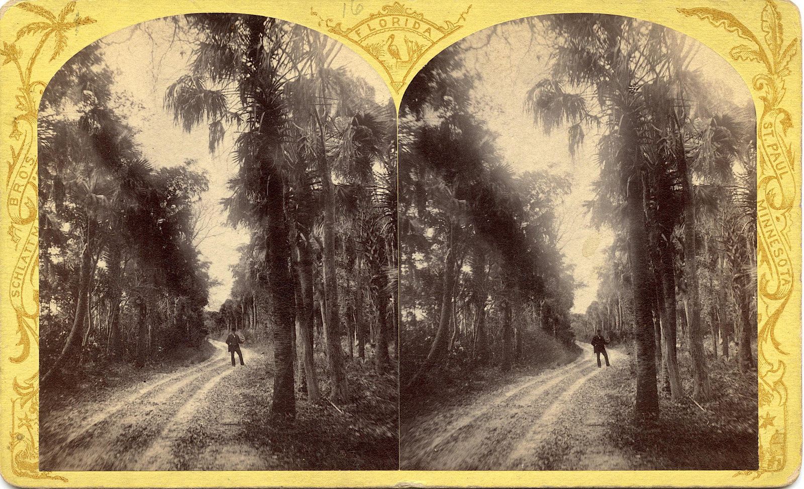 Antique Real Photo Stereoview Forest Highway, Florida: This stereoviews is original from the epoch . The stereoviews we are offering come mainly from collectors in the U.S.A. and constitute wonderful testimonies of past time that tend to be unique. They h