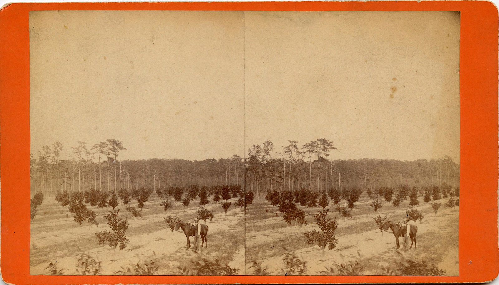 Antique Real Photo Stereoview Florida by N. L. Whitney: This stereoviews is original from the epoch . The stereoviews we are offering come mainly from collectors in the U.S.A. and constitute wonderful testimonies of past time that tend to be unique. They h
